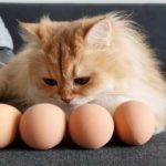 Les chats peuvent-ils manger des œufs ?