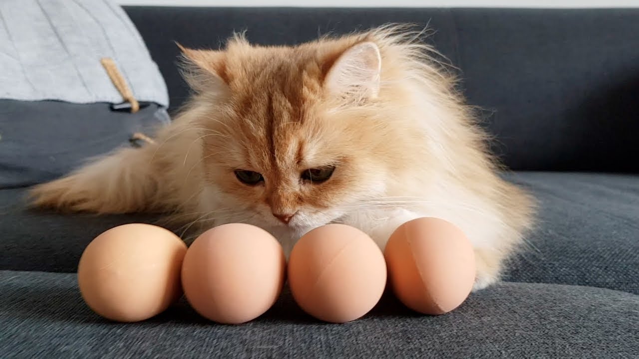 Les chats peuvent-ils manger des œufs ?
