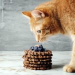 Les chats peuvent-ils manger du chocolat ?