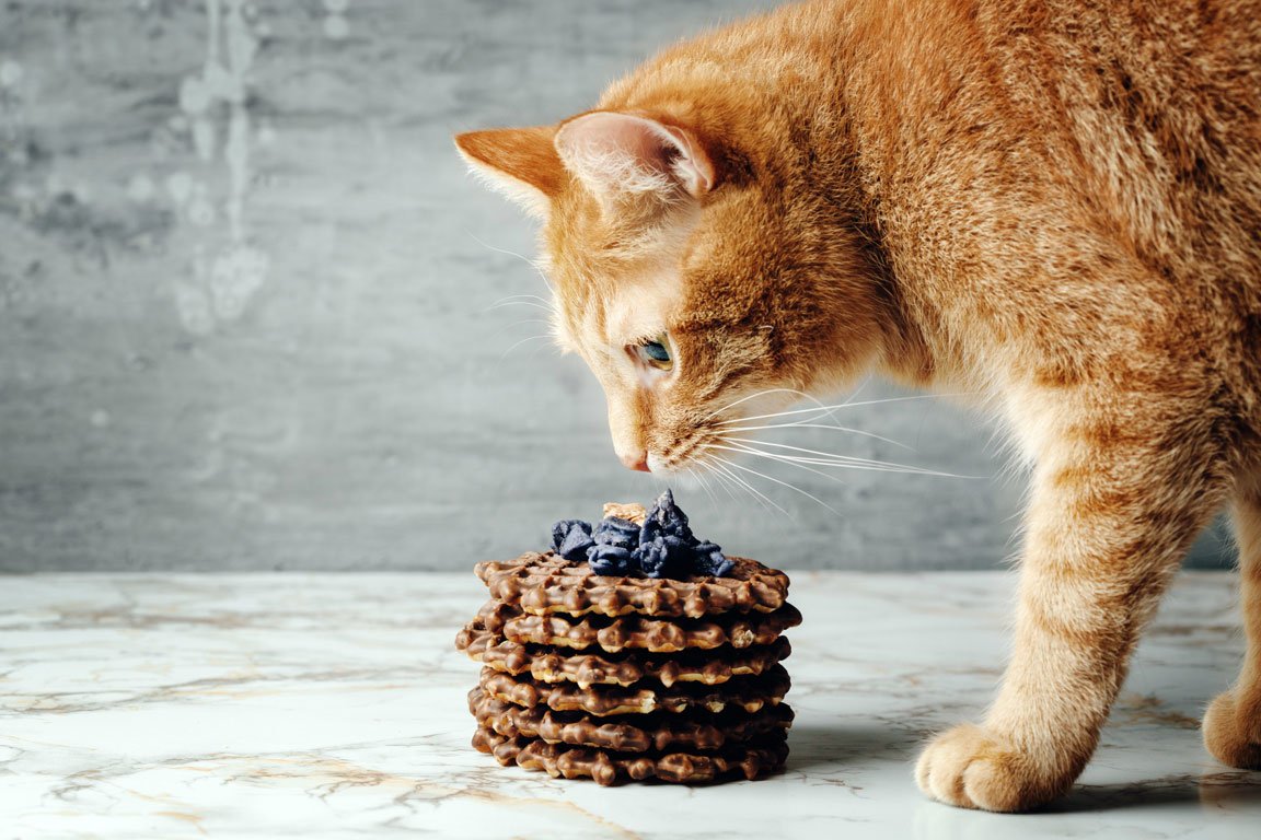 Les chats peuvent-ils manger du chocolat ?