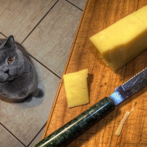 Les chats peuventils manger du chocolat ? mister chat