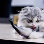 Les chats peuvent-ils manger du thon ?