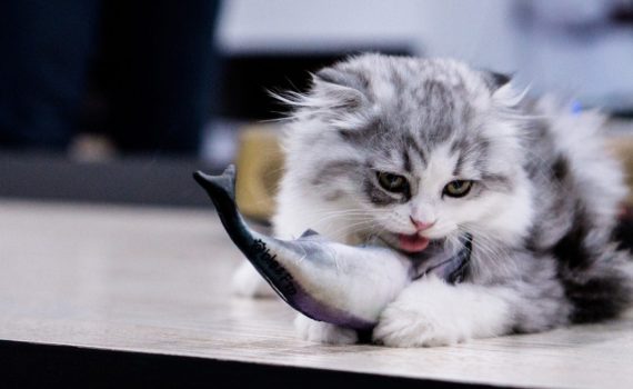 Les chats peuvent-ils manger du thon ?