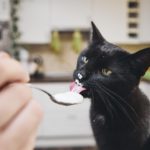 Les chats peuvent-ils manger du yaourt ?