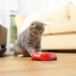 Pourquoi les chats emportent-ils leur nourriture loin de leur gamelle ?