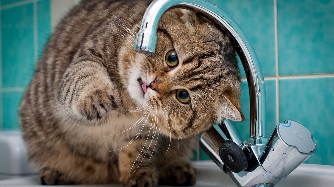 Pourquoi les chats n'aiment-ils pas l'eau ? Comment les convaincre de prendre un bain ?