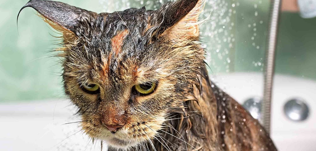 Pourquoi les chats n'aiment-ils pas l'eau ? Comment les convaincre de prendre un bain ?