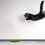 Pourquoi les chats ont-ils peur des concombres ?