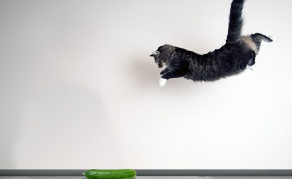 Pourquoi les chats ont-ils peur des concombres ?