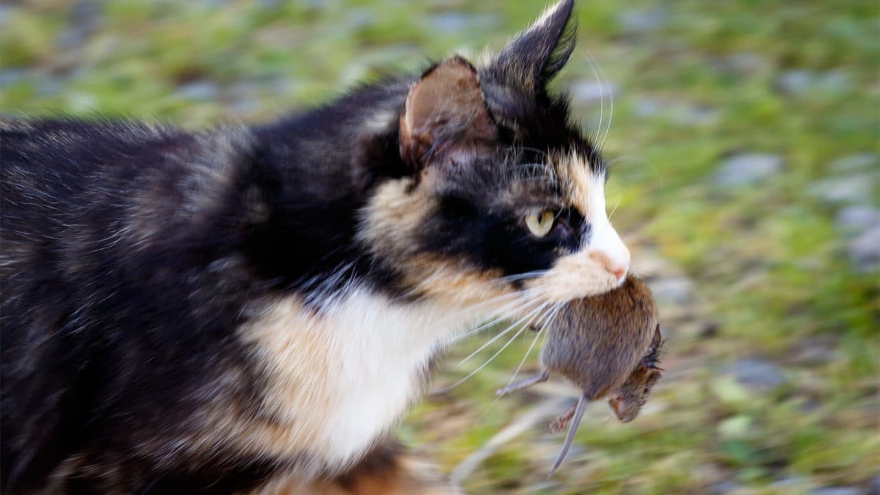 Pourquoi les chats ramènent-ils des animaux morts à la maison ?