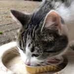 Pourquoi mon chat a-t-il toujours faim ?