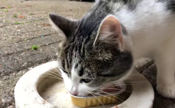 Pourquoi mon chat a-t-il toujours faim ?