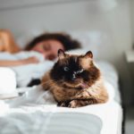 Pourquoi votre chat dort-il sur votre tête ?