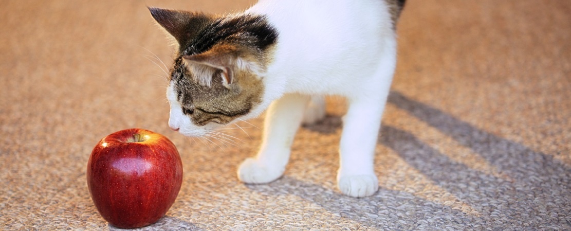 Quelle nourriture humaine les chats peuvent-ils manger ?