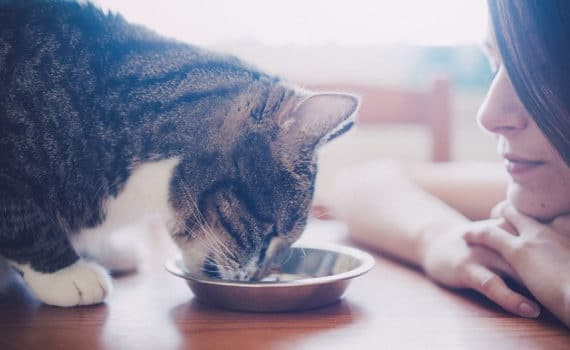 Quelle nourriture humaine les chats peuvent-ils manger ?
