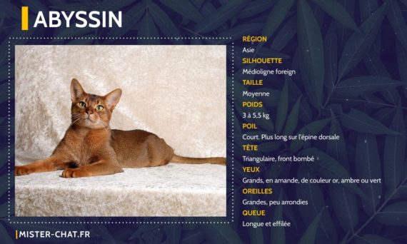 Liste des 77 races de chats - mister chat