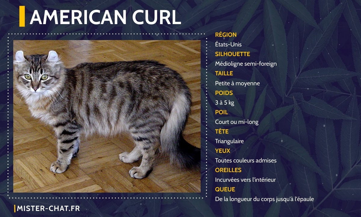 american curl
