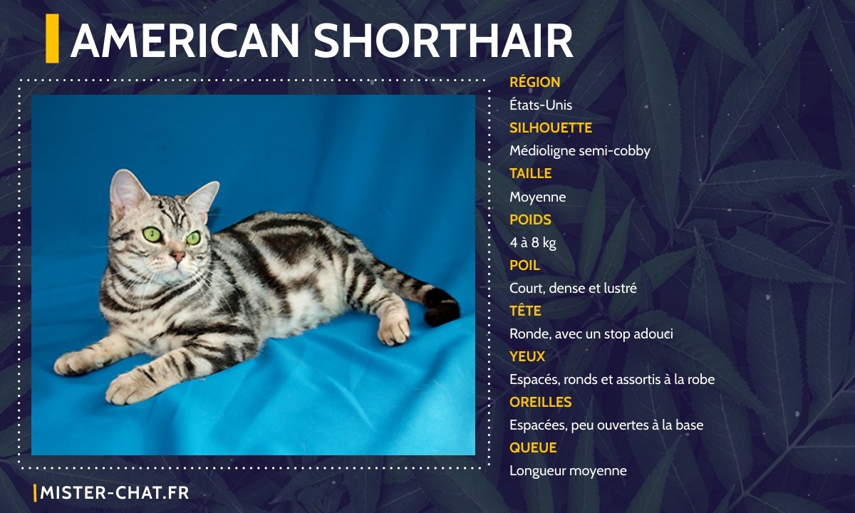 american shorthair