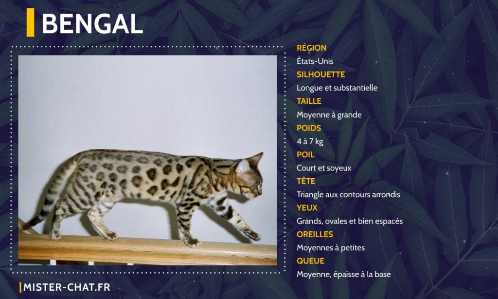 Liste des 77 races de chats - mister chat