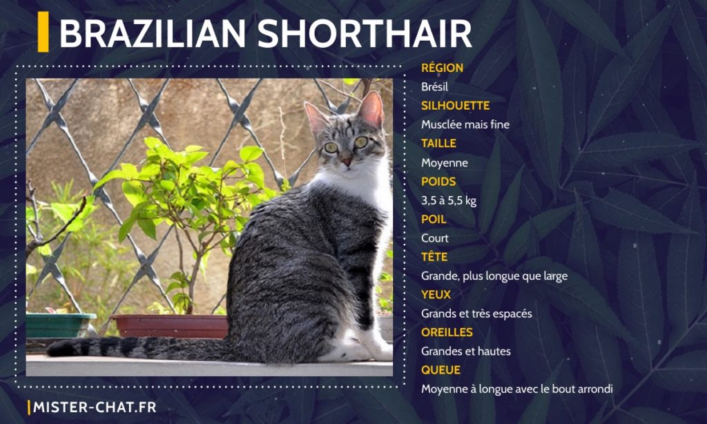 Liste des 77 races de chats - mister chat
