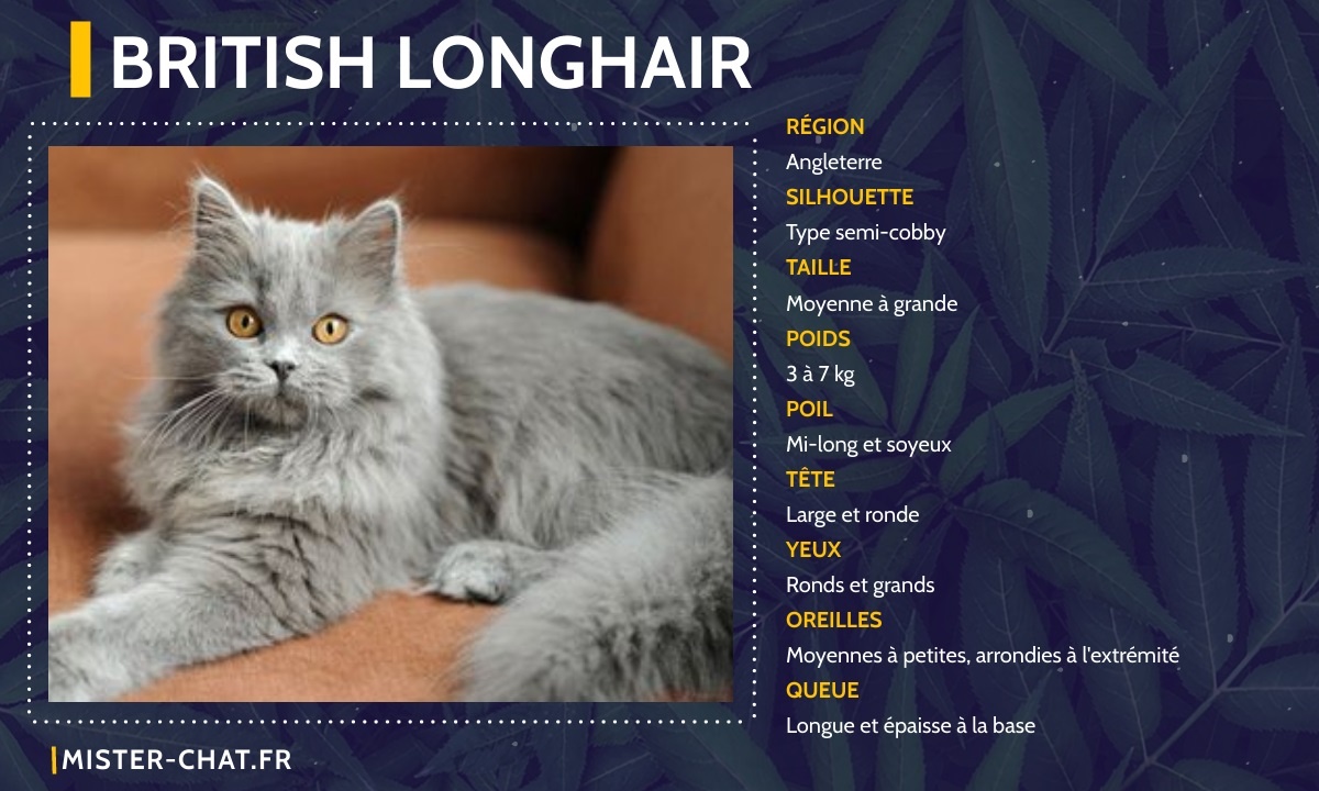 british longhair