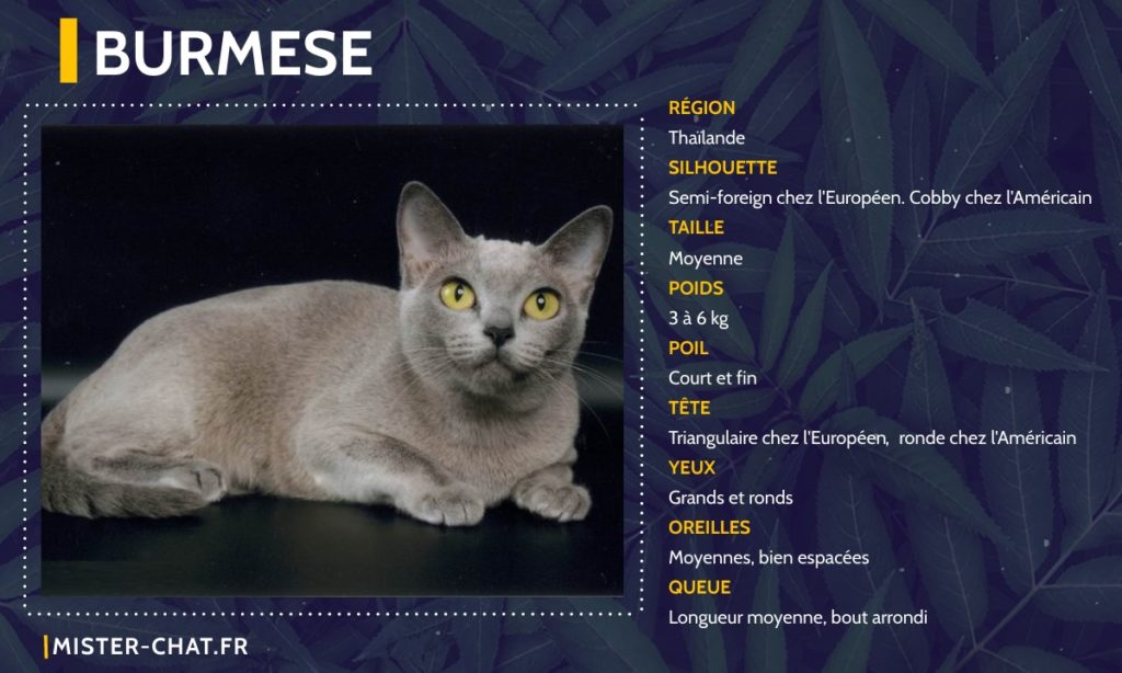 Liste des 77 races de chats - mister chat