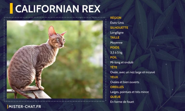 Liste des 77 races de chats - mister chat