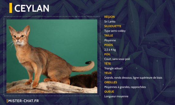 Liste des 77 races de chats - mister chat