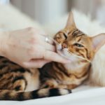 Comment empêcher votre chat de mordre ?